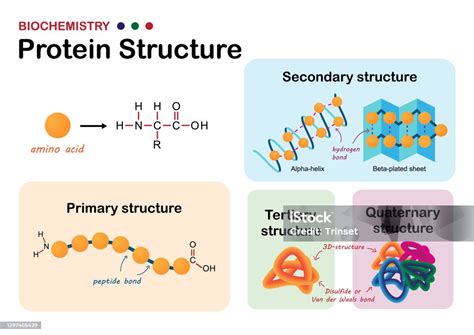 Biochemistry protein .